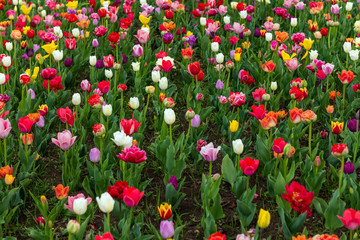 Fototapeta premium Spring fields of blooming tulip. Beauty outdoor scene