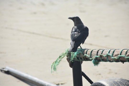 A GOA PICTURE OF A BLACK CROW 