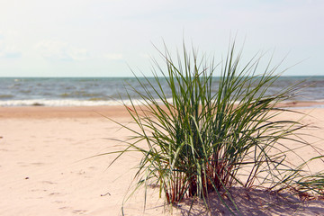 green  grass plant on the beach