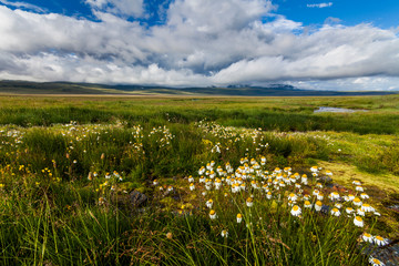 Picturesque landscape with a blossoming valley and mountains.