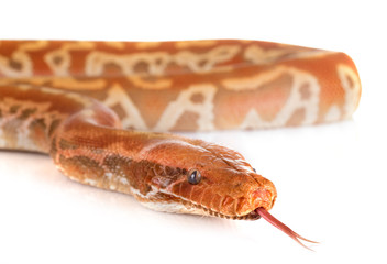 Obraz premium Python brongersmai in studio