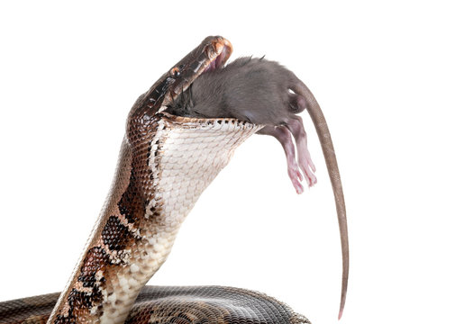 Python brongersmai in studio