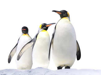Fototapeta na wymiar Three Emperor penguins on snow