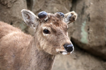 Close-up portrait of sika deer (Cervus nippon)