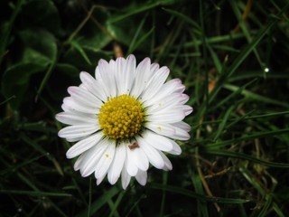 Obraz premium lonely white daisy with dark background
