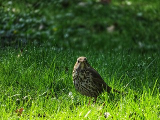 singing thrush in the morning on wet grass