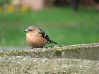 chaffinch on a wall