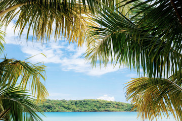 Fototapeta premium Coconut leaves at sea.