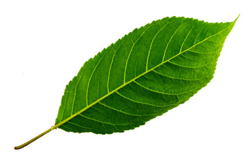 one green leaf of sweet cherry isolated on white background, bottom side of leaf