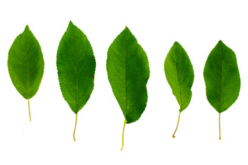 set of five green leaves of apple tree isolated on white background