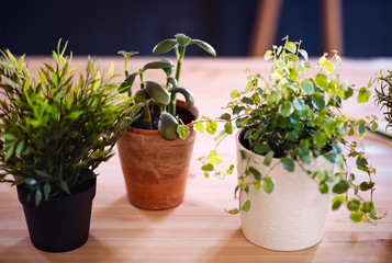 Plants in flower pots on desk against dark background. A startup of florist business.