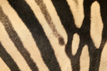 Close up of a Plains Zebra hide showing black and white diagonal stripes with grey shadow stripes in between and merged stripes in top right.