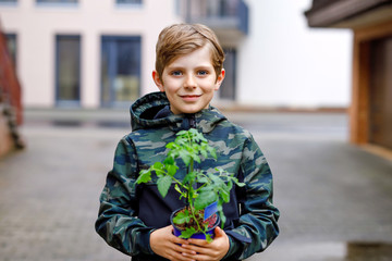 Cute school kid blond boy planting seeds and seedlings of tomatoes in vegetable garden. Schoolkid...
