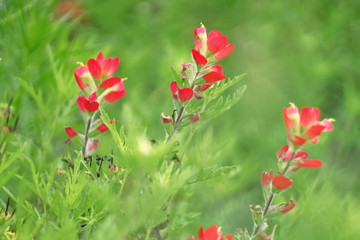 Obraz premium Close up picture of a Indian Paintbrush flower taken at the blooming spring season in TX, USA