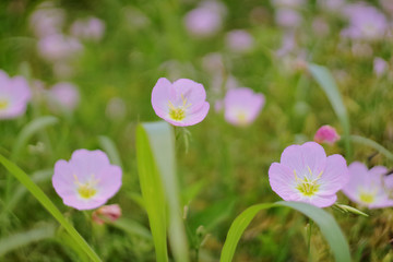 Close up picture of 3 Pink Evening Primrose flowers taken at the blooming spring season in TX, USA