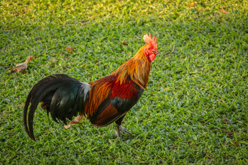 The Red Jungle fowl (Gallus gallus) roosters crows walking on nature background