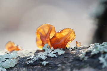 Exidia recisa, Amber Jelly fungus, growing on willow in Finland