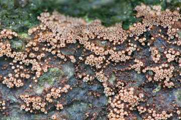 Merismodes anomala, fungus from Finland