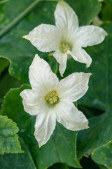 White flower of Lvy Gourd and green leaves or Cocconia grandis (L.) Voigt