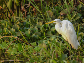 White heron