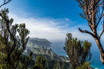 View of the coast through juniper branches