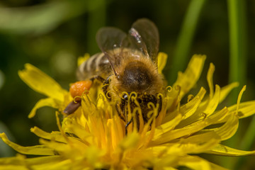 Biene in Macro auf Löwenzahnblüte
