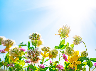 Wildflowers against a blue sky in sunny day