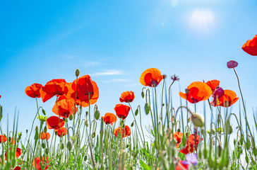 Red poppies against a blue sky