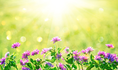 Wildflowers of clover in rays of sunlight