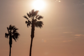 palm trees and colorful sky with beautiful sunset 