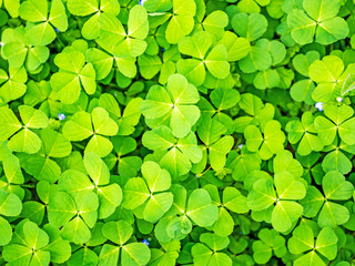 Spring green clover grass background