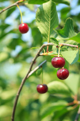 Red cherries on a tree against of green leaves with a blurred background.