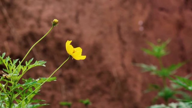 Detail of a beautiful solitary Yellow Aster Flower and a bud in the wild. Flat plane. Zoom in. Blurred effects in the background