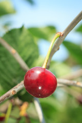 Red cherry on a tree against of green leaves with a blurred background.