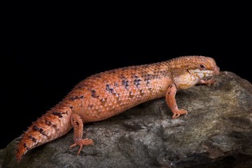 Central Pygmy Spiny-tailed Skink (Egernia eos)