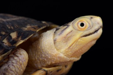 Blanding's Turtle (Emydoidea blandingii)