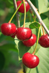Red cherries on a tree against of green leaves with a blurred background.