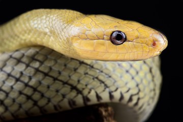 Celebes Black-tailed Ratsnake (Gonyosoma jansenii)