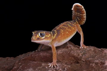 Smooth knob-tail gecko (Nephrurus levis levis)