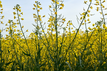 Obraz premium Rape field in bloom