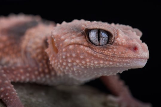 Southern banded knob-tailed gecko (Nephrurus wheeleri wheeleri) - Powered by Adobe