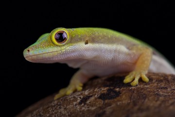 Lesser day gecko (Phelsuma pusilla pusilla)
