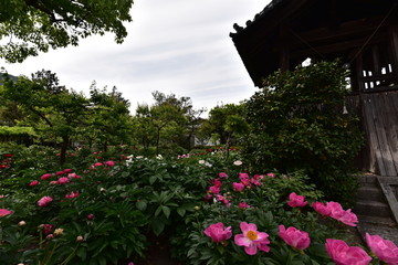 Fototapeta na wymiar flowers in garden