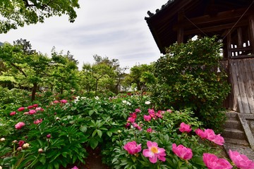 Fototapeta na wymiar 奈良の寺と薔薇の花