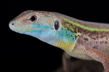 Turkish green lizard (Lacerta pamphylica)