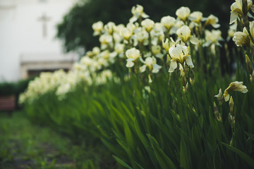Iris flower blooming at church yard