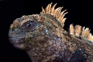 Santa Cruz marine iguana (Amblyrhynchus cristatus hassi)