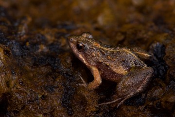 Natal dwarf puddle frog (Phrynobatrachus natalensis)