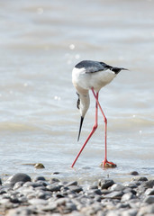 Ein Stelzenläufer mit gekreuzten Beinen von Hinten an der Wasserkante bei der Nahrungssuche