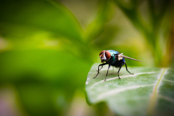 Fototapeta premium Somtimes somthing which people ignore, neglect or even hate.. but they don't aware that those things are most colourful and beautiful at their own.